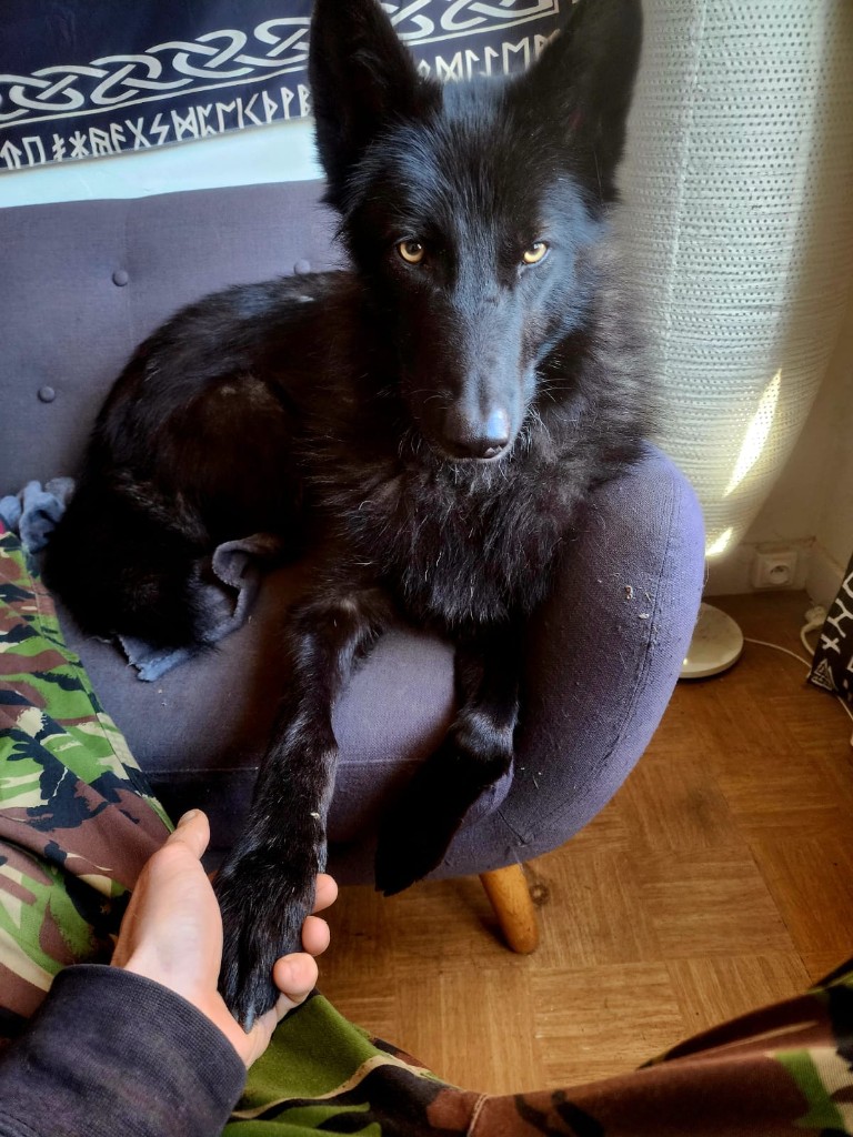 Fenrir, grand chien noir, tend la patte à Gabriel assis sur un fauteuil.