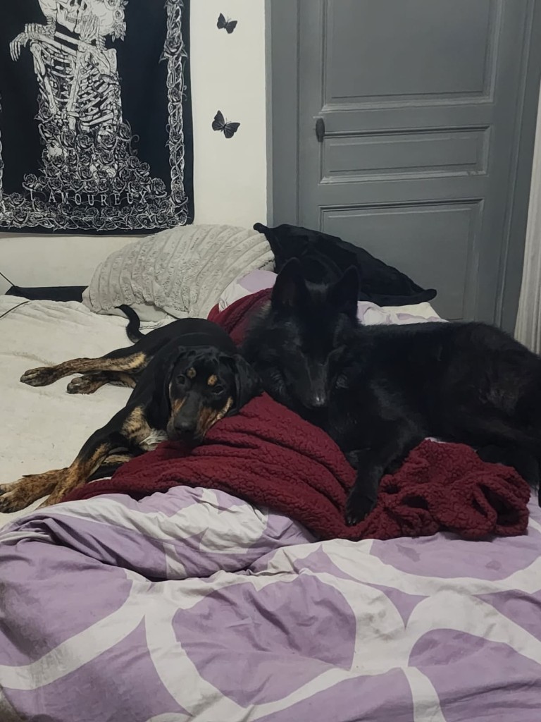 Deux chiens allongés ensemble sur un lit, l'un noir et feu, l'autre berger noir à poils longs.