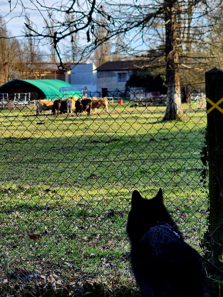 Fenrir de dos, regardant des vaches dans un pré à travers une clôture en grillage.