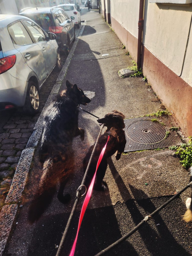 Deux chiens qui sautent l'un vers l'autre sur un trottoir ensoleillé, laisse rose au premier plan.