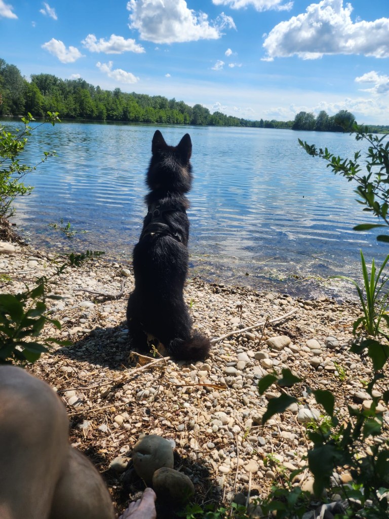 Fenrir assis sur une plage de galets, regard tourné vers un lac calme.