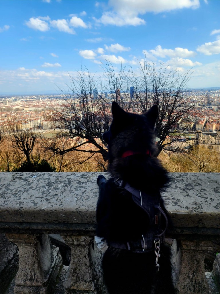 Fenrir, de dos, les pattes sur une balustrade en pierre, vue panoramique sur Lyon.