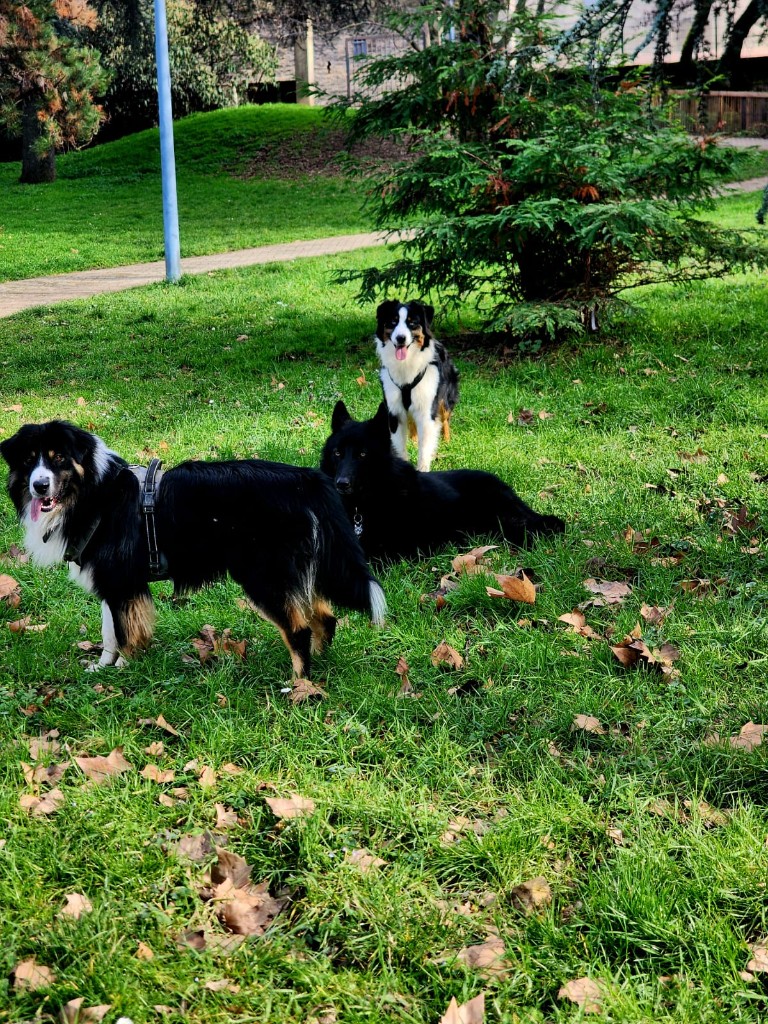 Trois chiens dans un parc : un berger australien debout, Fenrir allongé, un autre berger face à l'objectif.