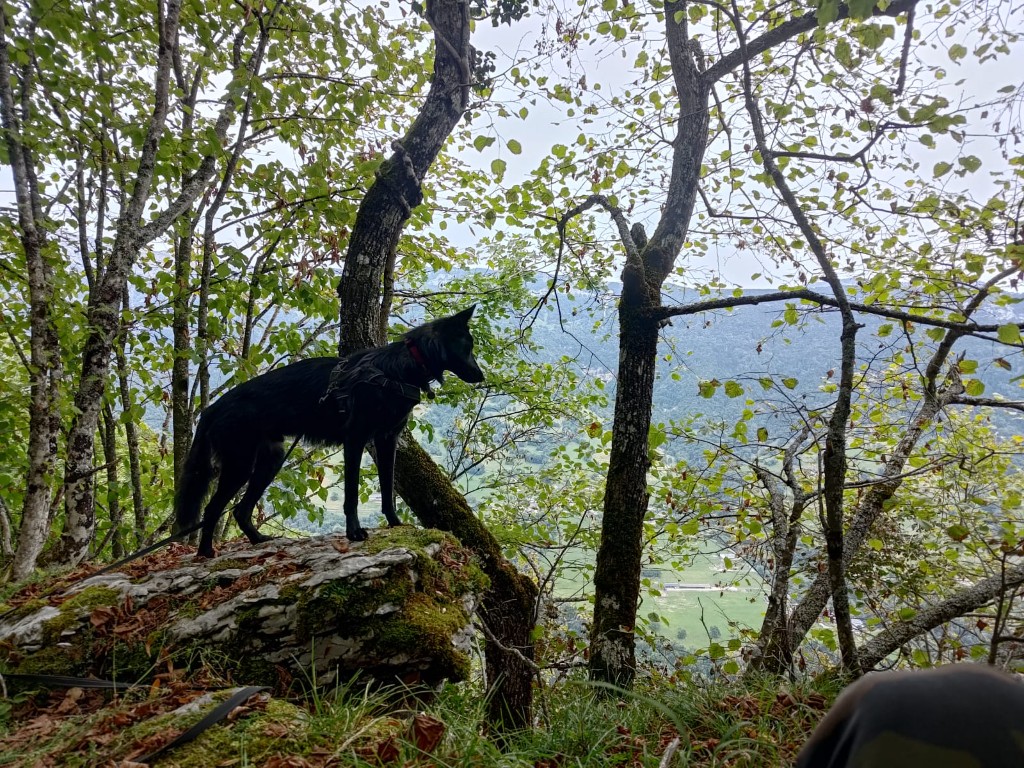 Fenrir debout sur un rocher en forêt, surplombant une vallée verdoyante.