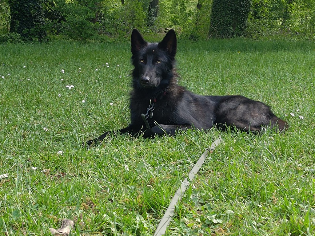 Fenrir allongé dans une prairie verdoyante parsemée de pâquerettes, regard caméra.