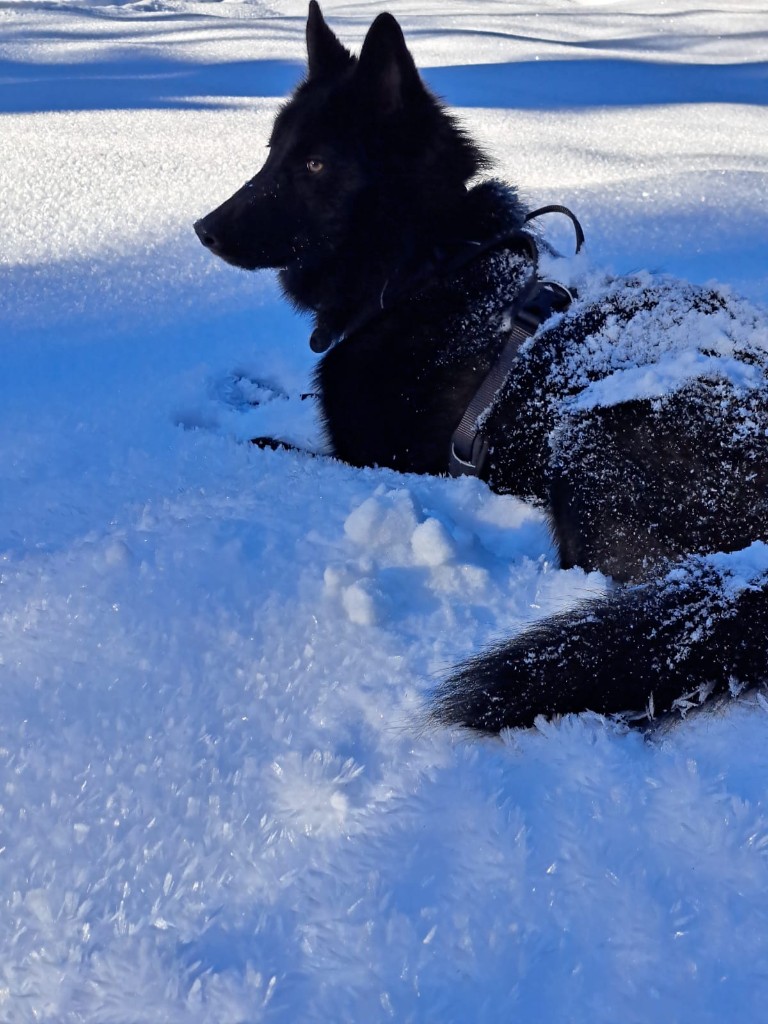 Fenrir allongé dans la neige profonde, cristaux de glace sur le pelage noir.