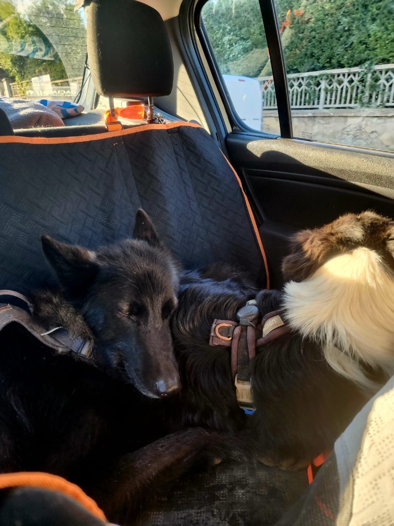 Deux chiens endormis sur la banquette arrière d'une voiture, harnaisés.